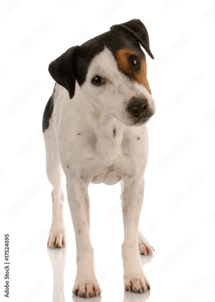 smooth coat tri-colored jack russel terrier standing