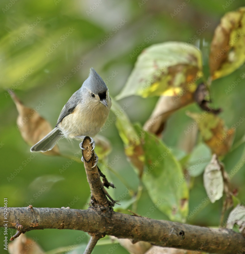 Obraz premium Tufted Titmouse (Baeolophus bicolor)