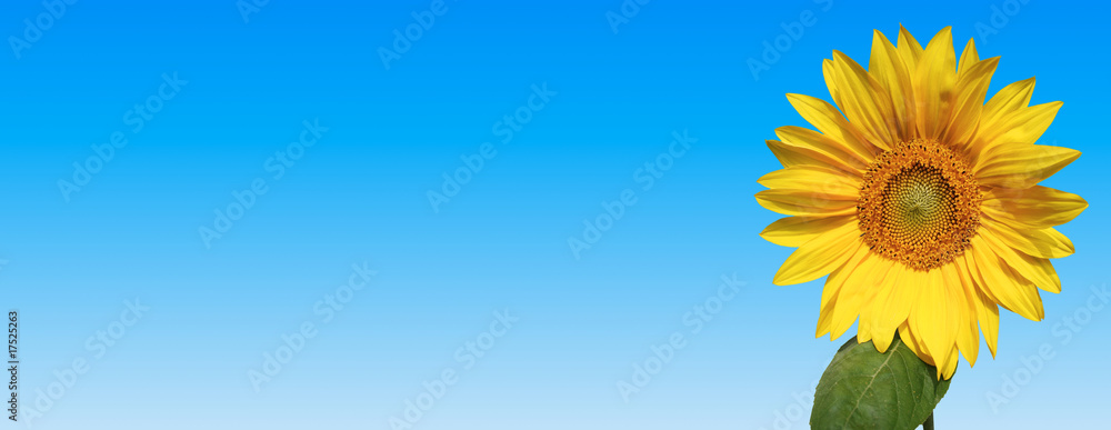 Obraz premium Sunflower - banner