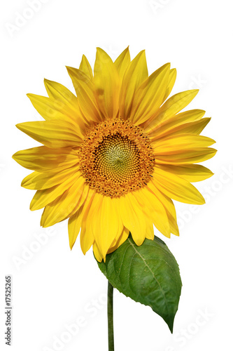 Beautiful Yellow Sunflower Isolated