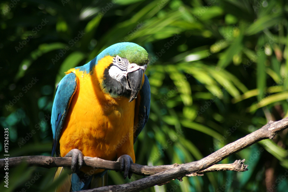 parrot or macaw
