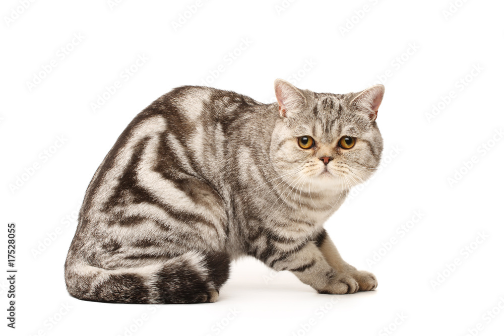 Obraz premium British cat