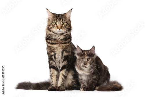 Maine-coon cats family