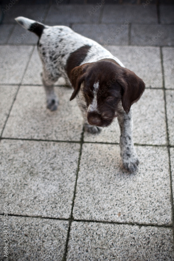 Can Puppies Walk On Concrete