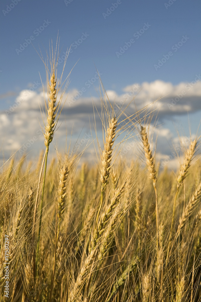 Wheat