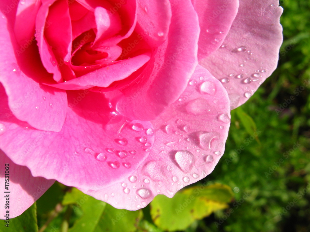 Fototapeta premium Rose