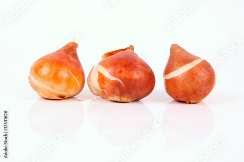 Fototapeta Naklejka Na Ścianę i Meble -  3 künftige Tulpen