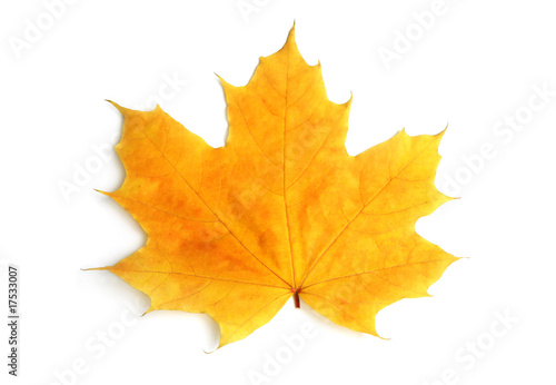 Yellow sheet of a maple