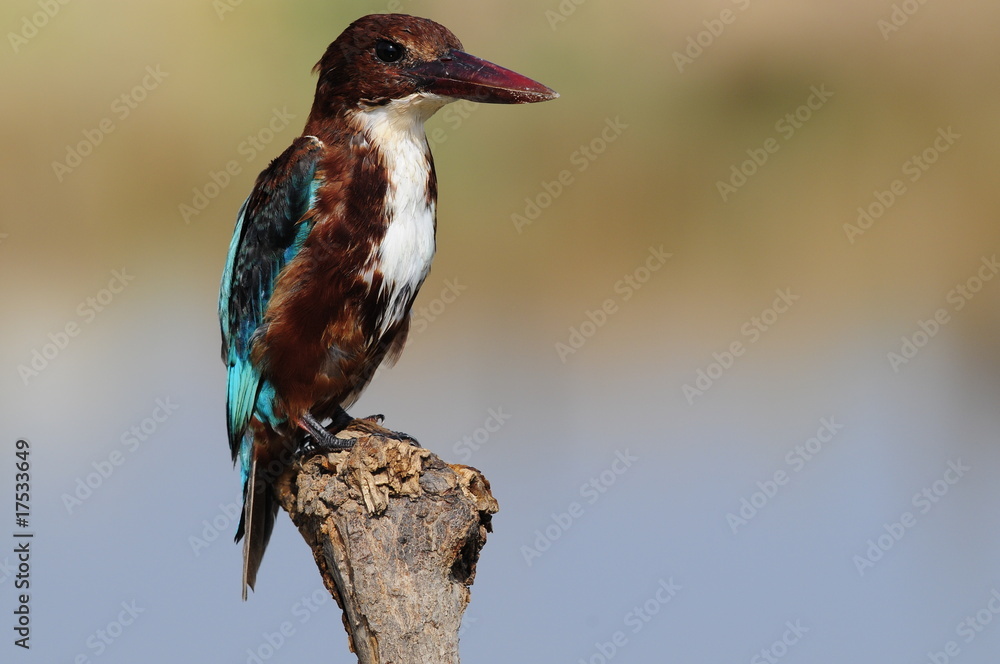 Obraz premium White throated kingfisher (Halcyon smyrnensis)