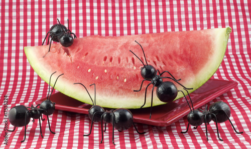 Black Ants Eating Watermelon photo