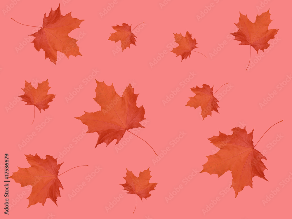 Background from maple leaves Background from maple leaves