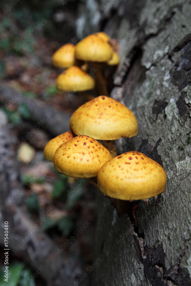 Promenade en forêt : Champignons jaunes orangés Promenade en forêt : Champignons jaunes orangés