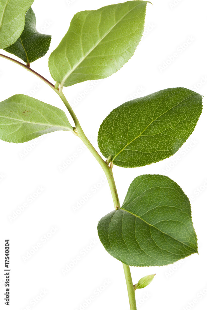 Obraz premium Green leaf