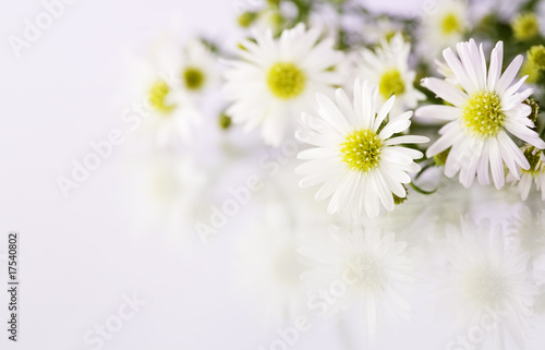 white flowers