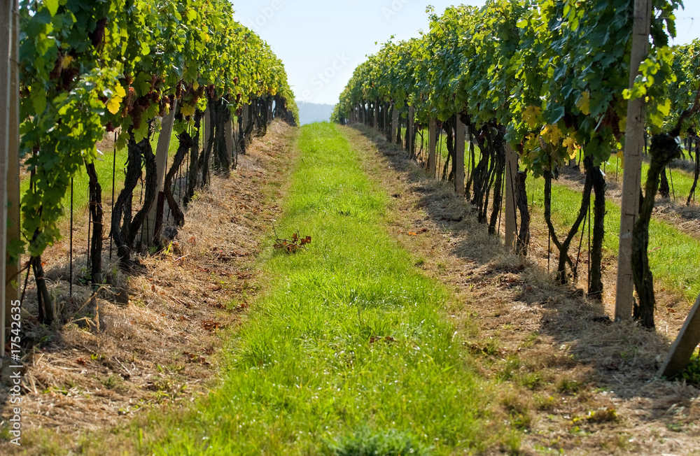 Vineyard in sunny day...