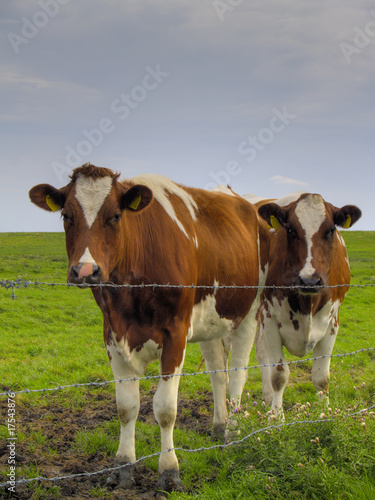Kühe auf der Weide © Torsten Lorenz