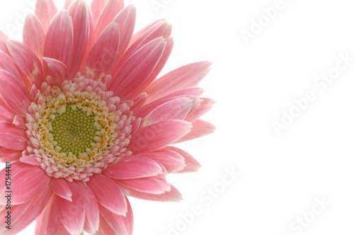 Beautiful pink sunflower border