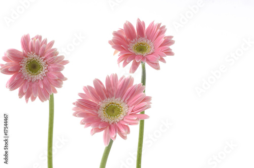 Isolated three yellow sunflower