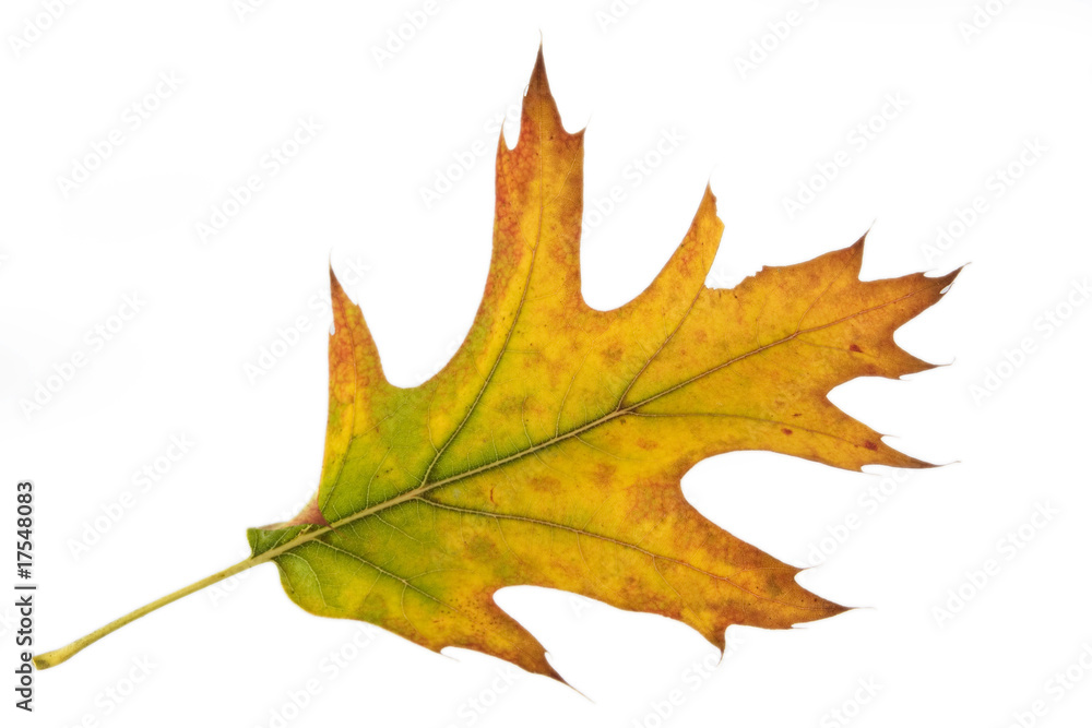 Fototapeta premium Herbstlaubt