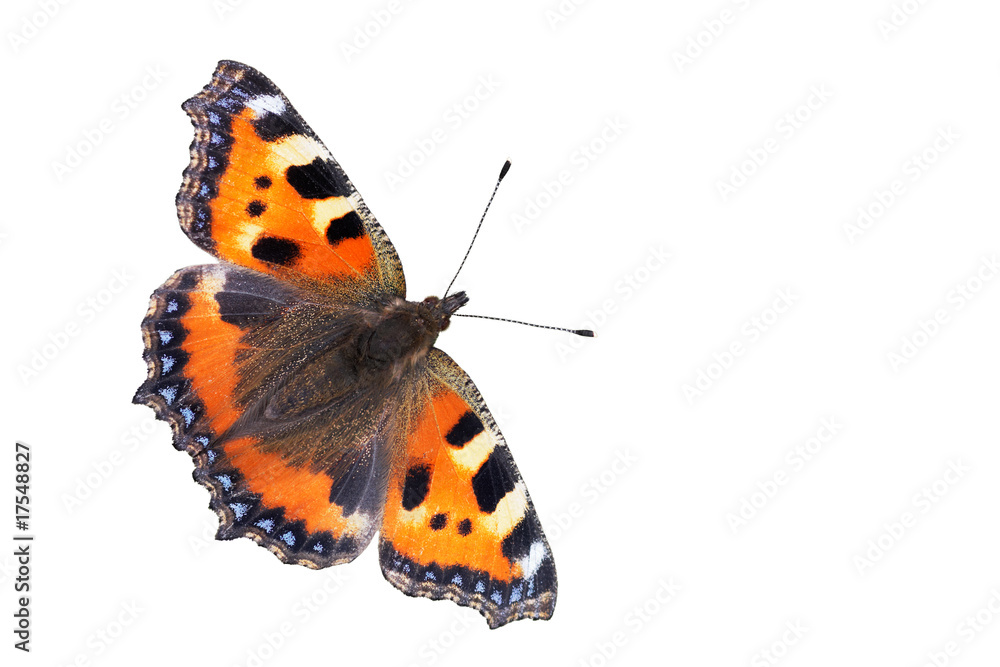 Naklejka premium Small Tortoiseshell, isolated 01
