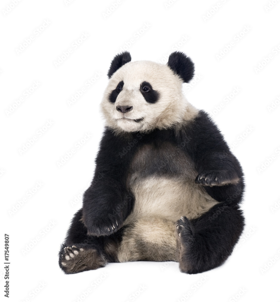 Fototapeta premium Giant Panda, 18 miesięcy, siedząca na białym tle