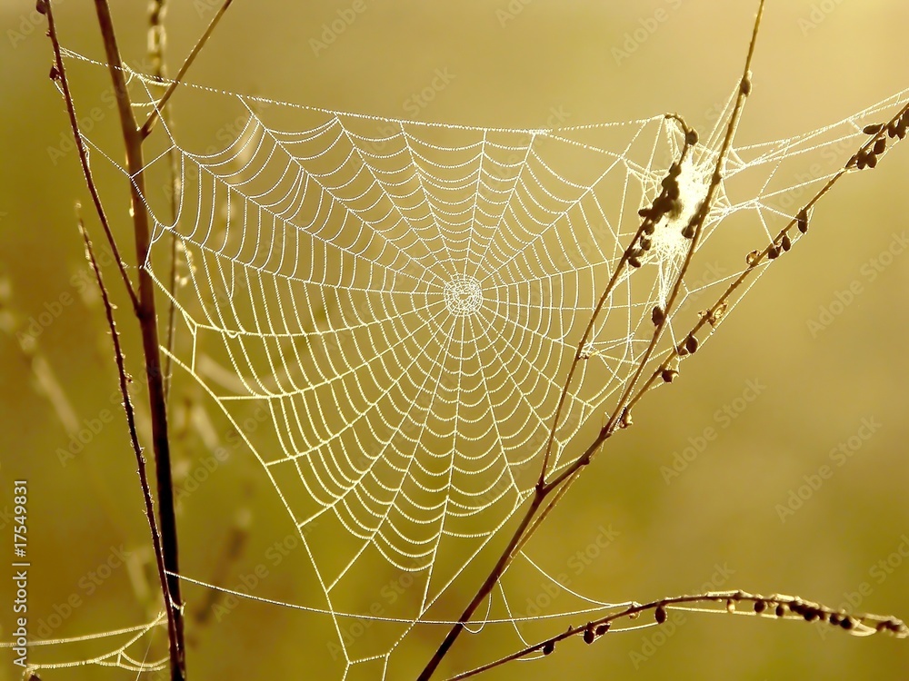 Spider web on a meadow in the rays of the rising sun