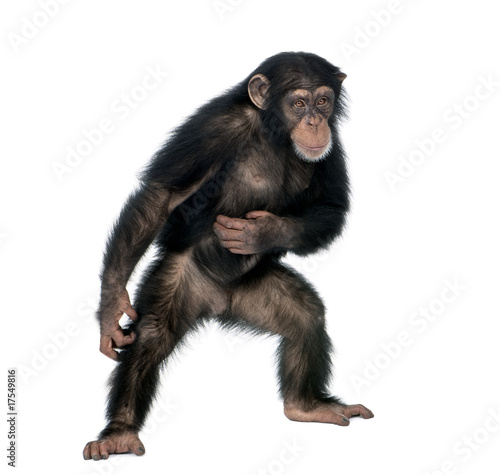 Young chimpanzee, standing against white background