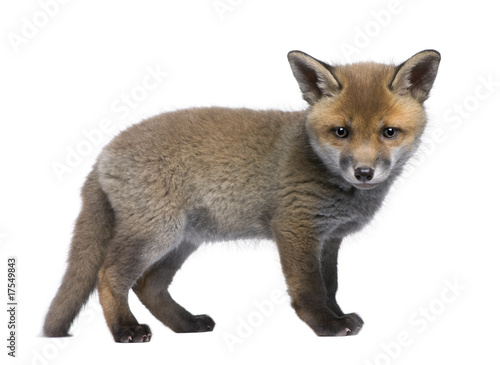 Red fox cub, standing in front of white background © Eric Isselée
