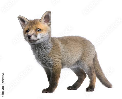 Red fox cub, standing in front of white background © Eric Isselée