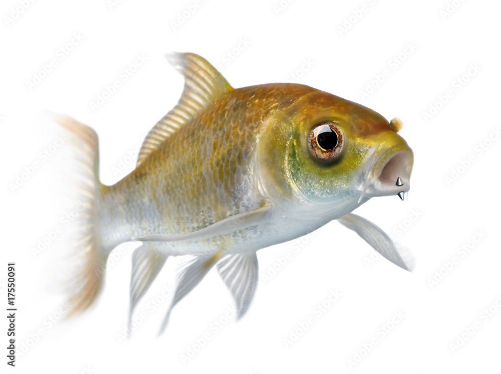 Pierced fish store