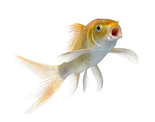 orange carp swimming against white background