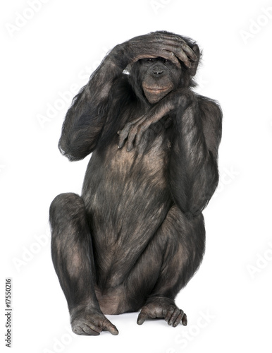 Chimpanzee with hand on head sitting against white background