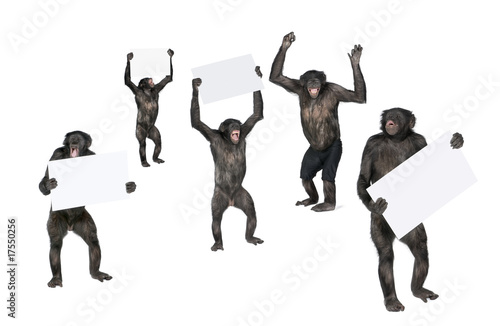Fotografering protesting monkey against white background