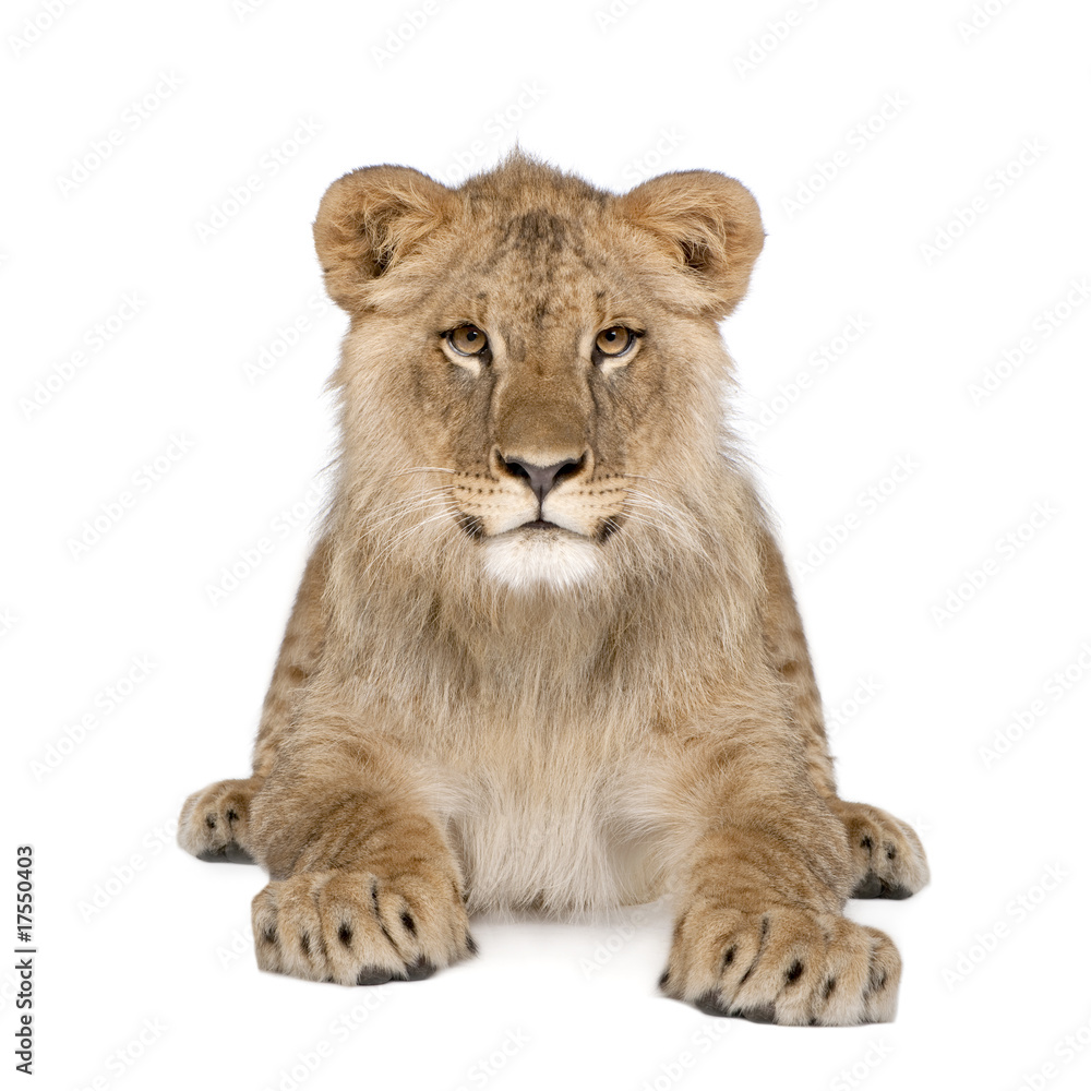 Portrait of lion cub, sitting in front of white background