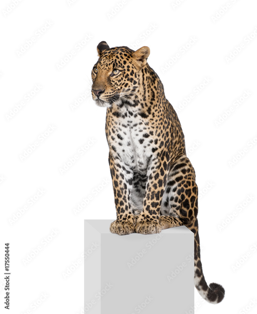 Naklejka premium Leopard, sitting on pedestal in front of white background