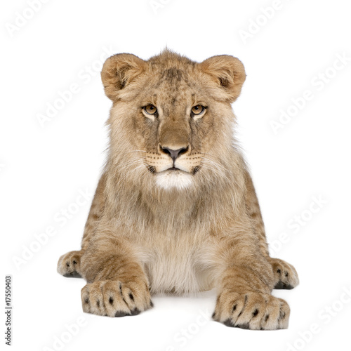 Portrait of lion cub  sitting in front of white background