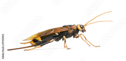 Horntail wasp, in front of white background, studio shot