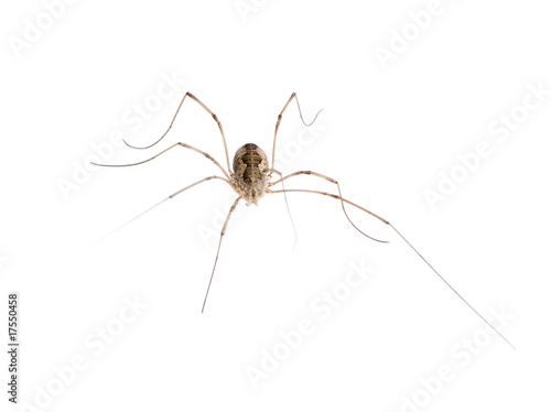 Opiliones spider in front of white background, studio shot