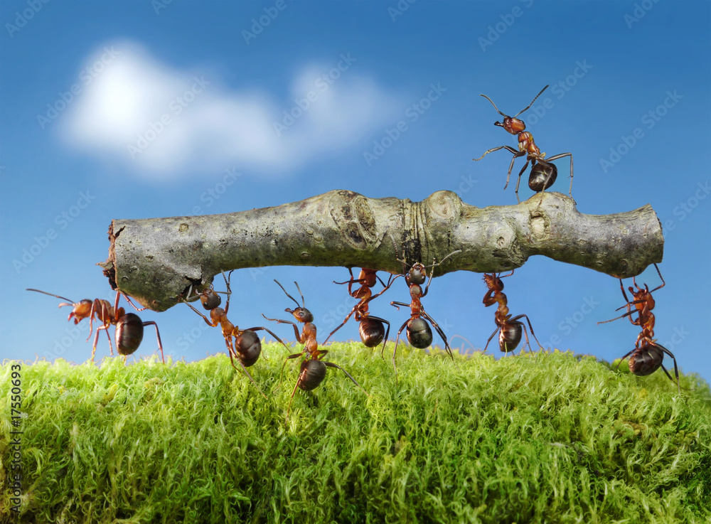 Fototapeta premium ants carry log with chief on it