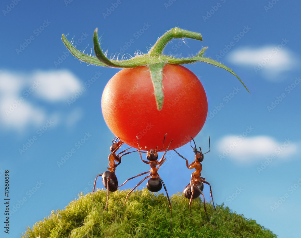 three ants holding fresh tomato StockFoto Adobe Stock