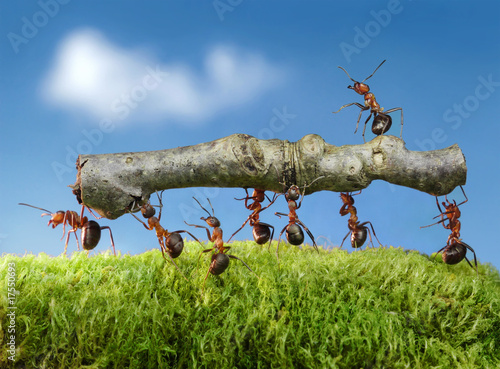 ants carry log with chief on it photo