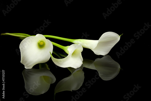 Tablou canvas White Calla lilly flowers over black background