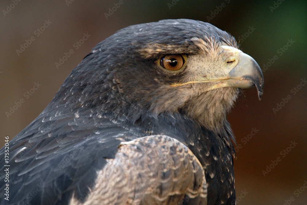 Fototapeta premium Aguila