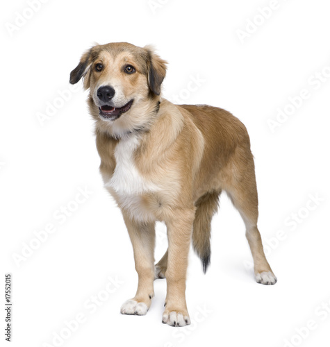 Mixed-breed dog against white background