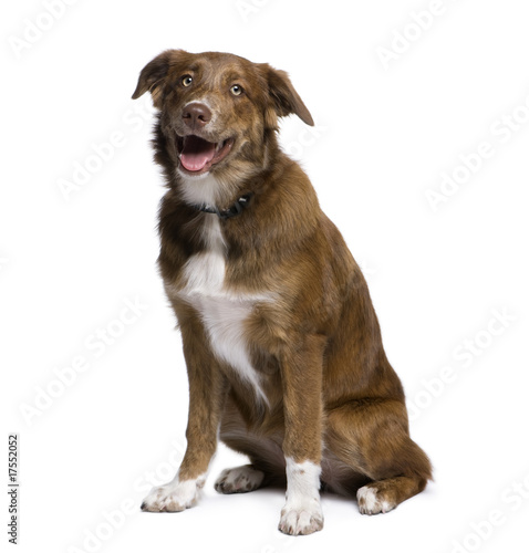 Fototapeta Naklejka Na Ścianę i Meble -  Mixed-breed dog sitting against white background