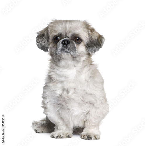 Shih Tzu, 5 years old, sitting in front of white background