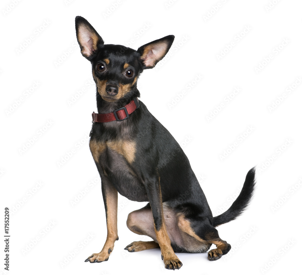 Miniature Pinscher sitting in front of white background