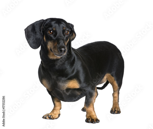 Dachshund standing in front of white background, studio shot © Eric Isselée