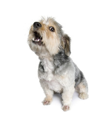 Cross Breed dog barking in front of white background