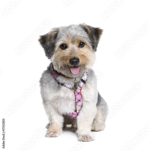 Cross Breed dog in front of white background, studio shot